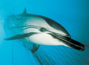 dolphin3.jpg