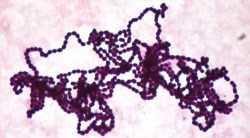 bacteria2.jpg