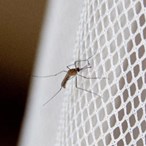 4003582m-mosquito-nets.jpg