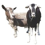 goats.jpg
