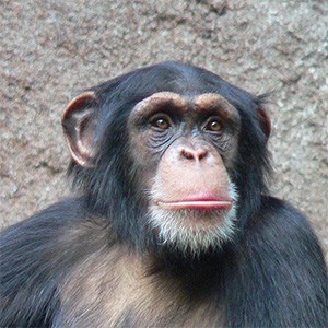 chimp.jpg