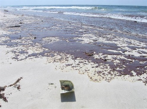 dollaronbeach_497x370.jpg