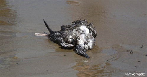 birdbeachbottom_498x260.jpg