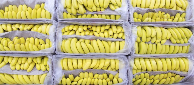 Bananas peryglus