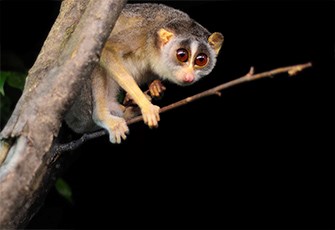 slow-loris-smaller.jpg